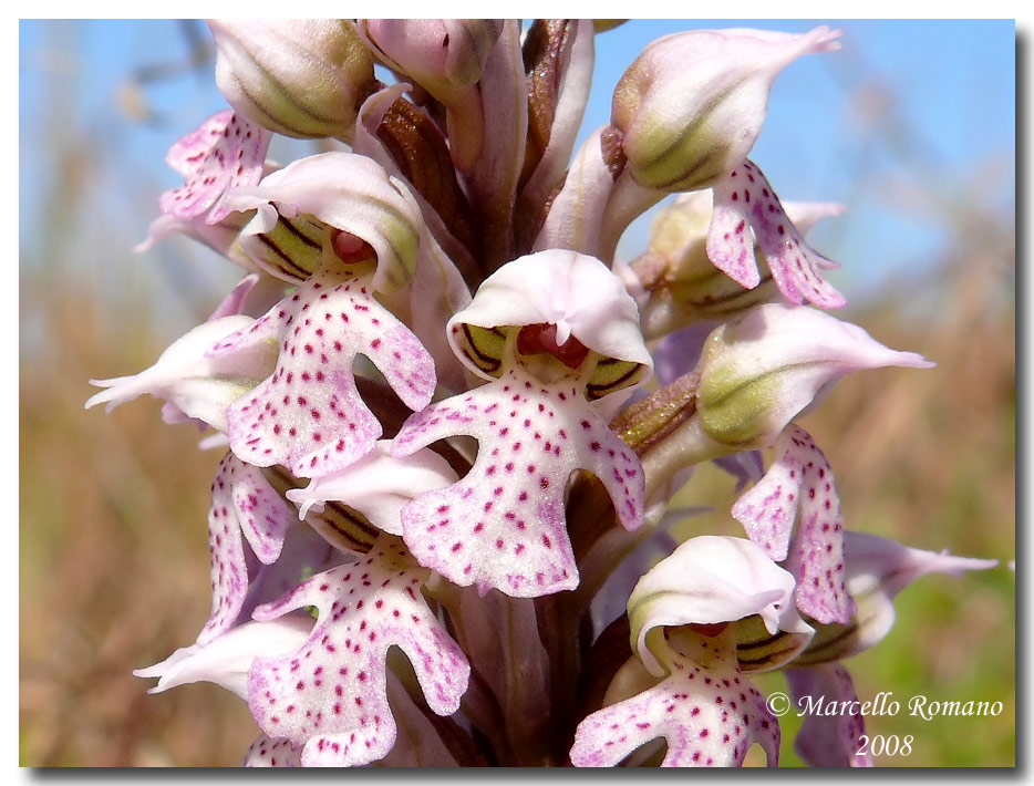 Prime fioriture di Orchis lactea nella Sicilia meridionale